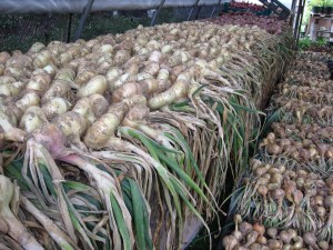 Yes, I know these are not garlic