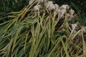 FreshlyHarvestedGarlic
